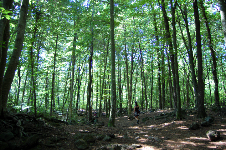 Fageda n Jorda magic forest